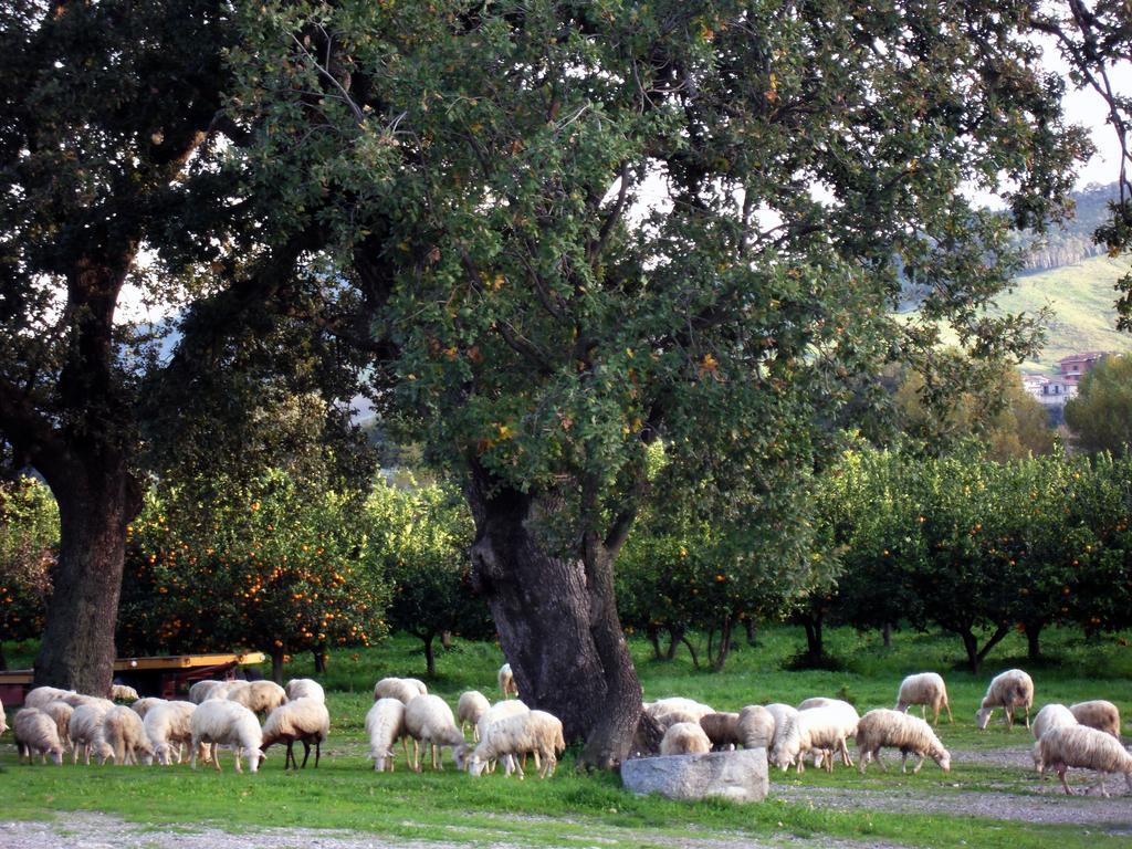 Agriturismo Modi Gerace Exterior foto